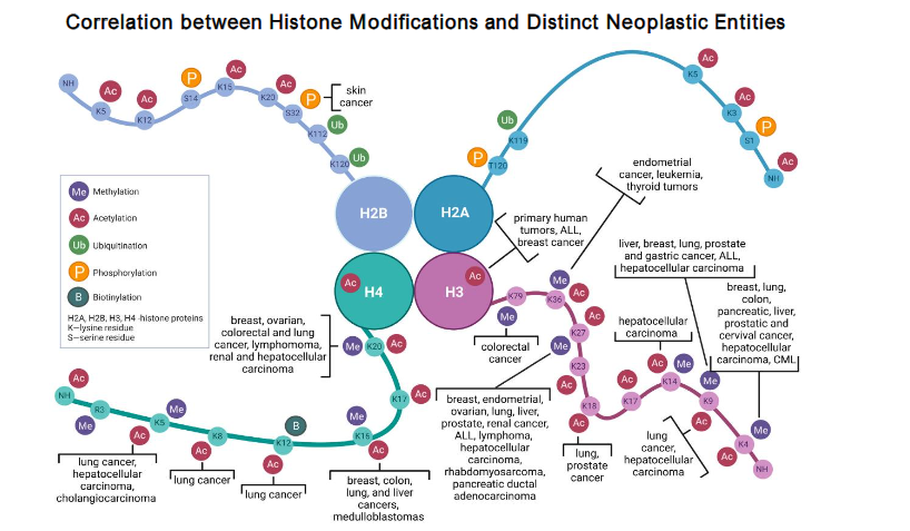 Histone Post-Translational Modifications in Cancer. These schematic maps show post-translational modifications (PTMs) on N-terminal tails of histones H2A, H2B, H3, and H4 in human malignancies. PTMs include methylation (Me), acetylation (Ac), ubiquitination (Ub), phosphorylation (P), and biotinylation (B), color-coded and mapped to lysine (K) or serine (S) residues. These modifications regulate oncogenesis via epigenetic control. Labeled boxes link specific PTMs (e.g., H3K27me3, H3K4me3, H3K9me, H4K20me) to cancer types, showing correlations with transcriptional activation or silencing. The "histone code" underscores diagnostic relevance in neoplasia and cancer biology.