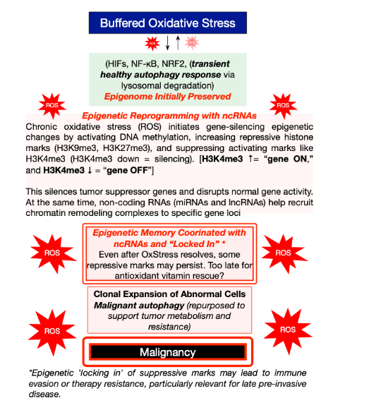 Cellular Trajectory to Malignant Transformation. This schematic illustrates the progression from buffering transient oxidative stress to irreversible epigenetic lock-in. Blue box: Mild ROS is neutralized by antioxidants and regulators (HIFs, NF-κB, NRF2), with transient protective autophagy maintaining redox balance. Green box: Stable epigenome with minimal DNA/histone changes under maintained homeostasis. Pink box 1: Persistent ROS triggers repressive chromatin remodeling (H3K9me3, H3K27me3) and DNA methylation, silencing tumor suppressors, aided by ncRNAs (miRNAs, lncRNAs) guiding modifying complexes. Pink box 2: Post-stress, ncRNAs sustain silencing via PRC2, DNMTs, and HDACs, locking genes "off" with persistent marks, potentially resisting reversal in advanced stages. Black box: Malignant clones repurpose autophagy for tumor metabolism, survival, therapy resistance, invasion, and immune evasion.
