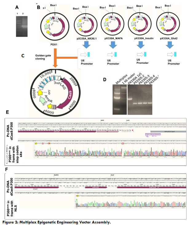 Figure 2: Sorting and functional validation of Glut2+ insulin-producing cells.