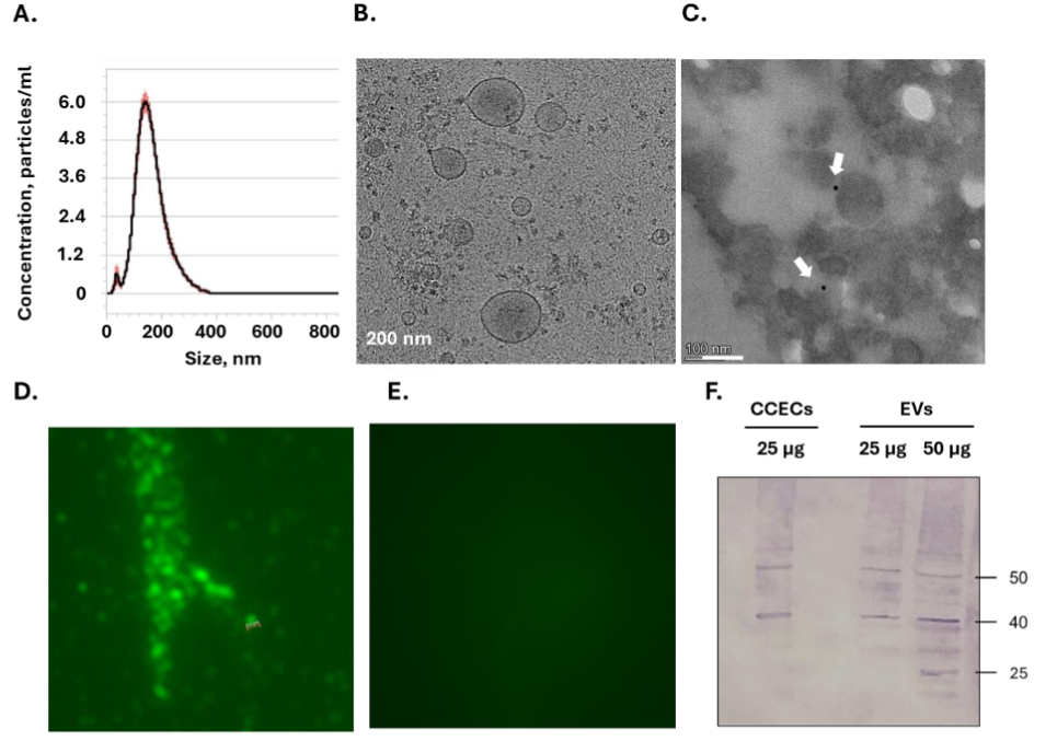 Figure 3: Characterization of extracellular vesicles derived from chicken corneal epithelium cells. A. NTA reveals EVs size distribution ranging 60-300 nm, with a mean diameter of ~160± 3 nm. B. Cryo-TEM demonstrates rounded, membrane-bound vesicles ranging 50-200 nm. C. Immunogold labeling using an α-p53 Ab followed by gold-conjugated secondary GαR Ab confirms presence of p53, visible as black dots (arrows). D. Fluorescence microscopy following direct staining of EVs with an α-chicken p53 Ab followed by a Cy3-conjugated GαR Ab. E. No signal is observed at absence of a primary Ab. F. A western blot analysis conducted on CCEC and EVs indicates 40 and 50 kDa bands, collectively supporting the presence of p53 within CCEC-derived EVs.