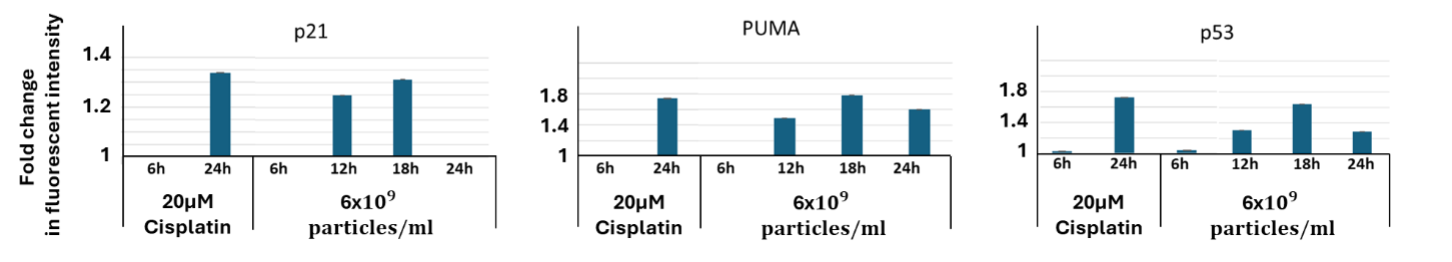 Figure 7: Protein upregulation following extracellular vesicles’ treatment, measured by FACS. Fold change of the fluorescent intensity of p21, PUMA and p53 proteins, in HCT116 p53 WT-Venus(p53-VKI) + p21-CFP + PUMA-mCherry cell line, 6-24 hr. after EVs (6x10<sup>9</sup> particles/ml) treatment. Analysis of the fold change encompasses mean (n=3) and STDEV values.