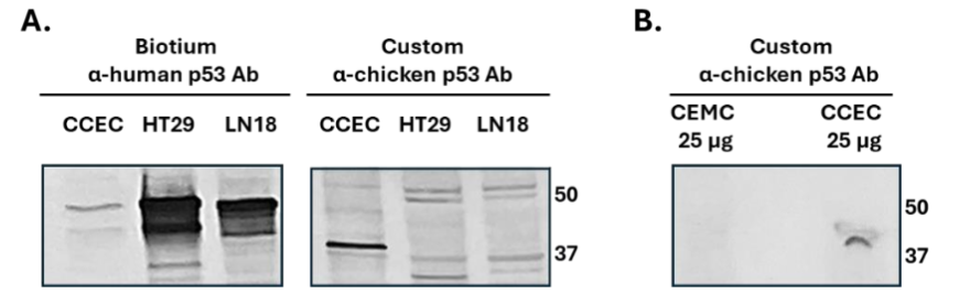 Figure 2: Identification of p53 in chicken corneal epithelial cells by a custom-made antibody raised against chicken p53. A. Western blot analysis conducted on CCEC with an α-human p53 Ab (Biotium 2092) and a custom-made chicken p53 Ab. The α-human Ab barely detects chicken p53 at its expected molecular weight, while the α-chicken Ab identifies a major band at 40 kDa. Human GBM LN18 and colon HT29 lysate serve as controls. B. Western blot using the custom-made α-chicken Ab demonstrates specific detection of p53 in CCEC, and no signal in chicken embryonic muscle cells (CEMC: a negative control), further supporting the tissue-specific expression of p53 in CCEC.