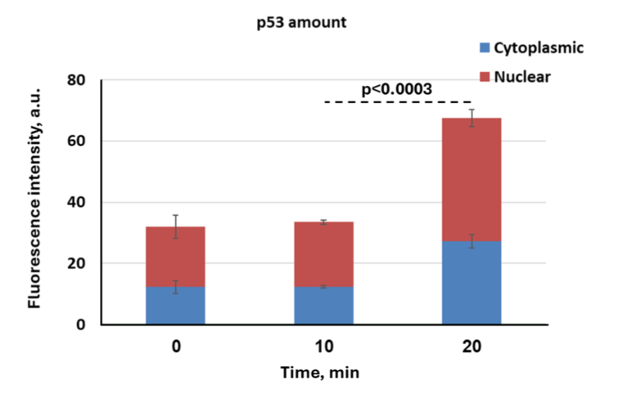 Figure 5: Time-dependent cytoplasmic and nuclear accumulation of extracellular vesicles-delivered p53 in HCT116 p53 KO cells. Fluorescent intensity of p53 staining was quantified in the cytoplasm (blue) and nucleus (red) at 0 (baseline), 10, and 20 minutes after EV treatment. Upon 10 minutes, there was no significant change in p53 levels. By 20 minutes, total p53 fluorescence increased markedly, with significant accumulation observed in both cytoplasmic and nuclear compartments, especially in the nucleus. Unpaired t-tests demonstrated significant increase in nuclear, cytoplasmic, and total p53 fluorescence between 10- and 20-minutes post-treatment (p < 0.0003 for all comparisons). Data are presented as mean ± SEM (n ≥ 20 cells per condition).
