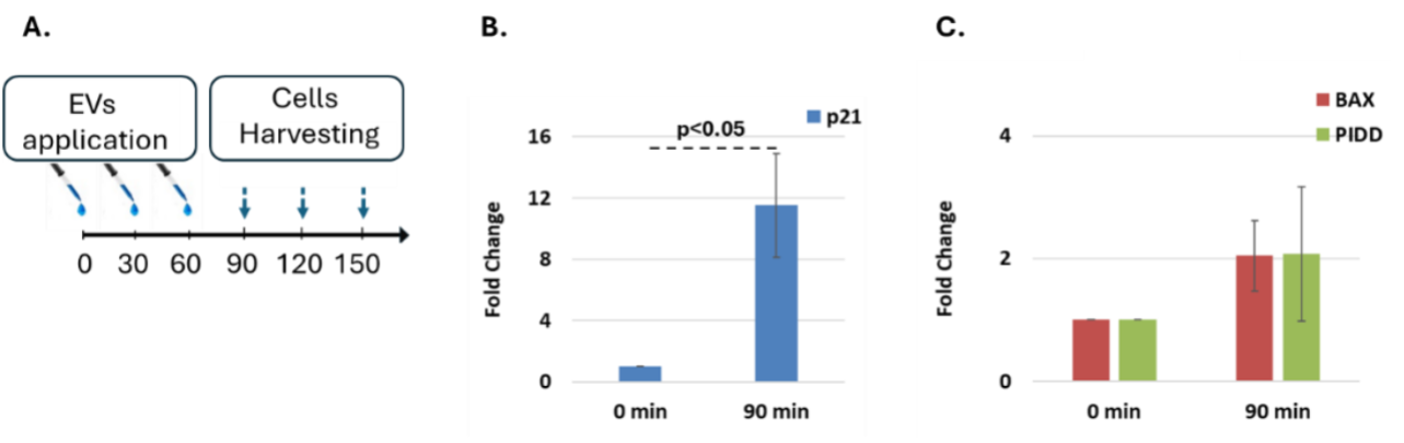 Figure 6: Extracellular vesicles-mediated upregulation of p53 target genes in p53 knockout HCT116 cells. A. Scheme of the experimental setup: EVs were applied in three sequential doses at 0, 30, and 60 minutes, and cell harvest at 90, 120, and 150 minutes post-initial treatment. B. Quantitative PCR analysis of p21 expression at 0- and 90-minutes post-EV treatment. A significant (>11-fold) increase in transcript levels was observed at 90 minutes compared to baseline (p < 0.05). C. Non-significant expression levels of BAX and PIDD at 90 minutes were observed. Data represent mean ± SD of duplicates and are normalized to HPRT1 using the ΔΔCt method.