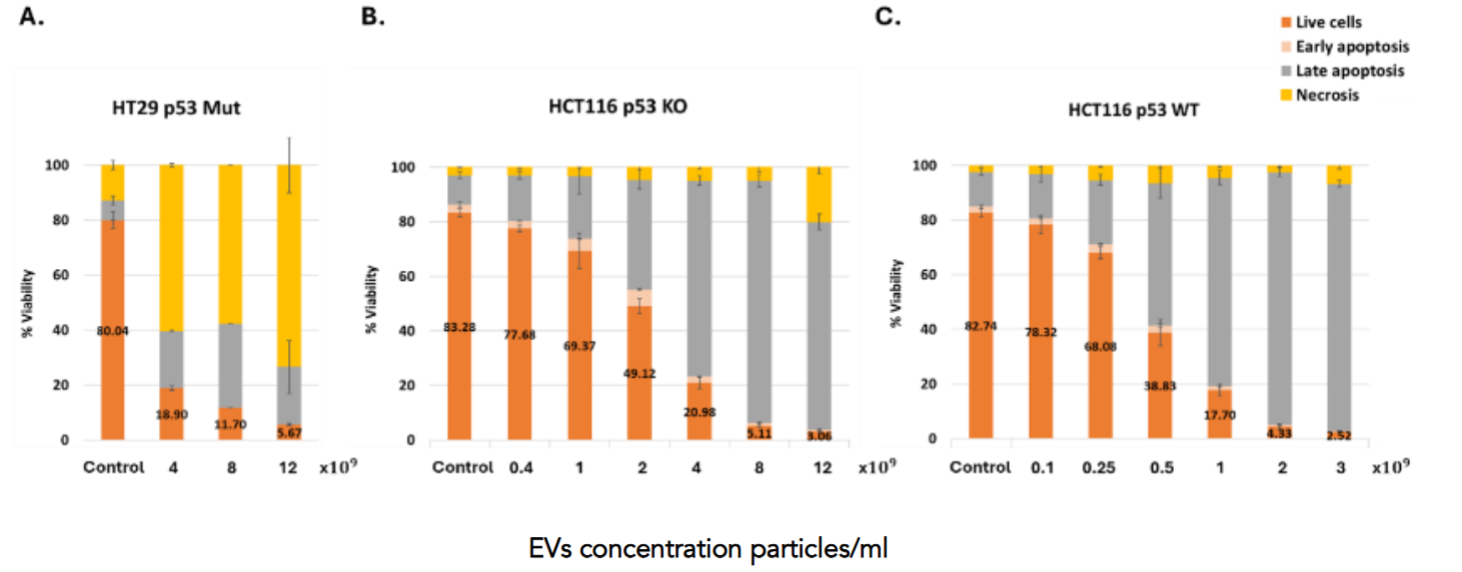 Figure 9: Dose-dependent cell death induced by p53-containing extracellular vesicles in colorectal cancer cell lines. Cells were treated with increasing concentrations of EVs (left to right within each panel), and cell fate was assayed by flow cytometry using Annexin V/PI test. Shown are the percentages of live cells (orange), early apoptotic cells (beige), late apoptotic cells (dark gray), and necrotic cells (yellow) in HT29 p53 Mut cells A., HCT116 p53 KO cells B., and HCT116 p53 WT cells C. Data represent mean ± SEM. EV treatment induced a dose-dependent decrease in viability, predominantly through apoptosis in p53 WT and KO cells, and necrosis in HT29 cells.