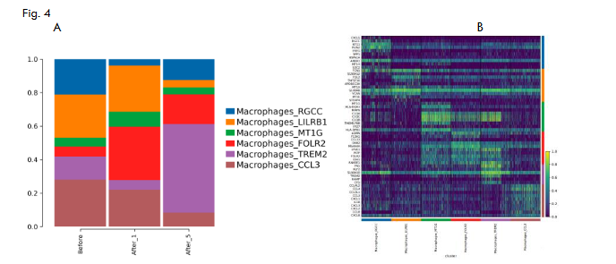 Fig.4 A: The cell proportion after macrophage cluster; B: Differential gene heat map after clustering; C: Macrophage subpopulation function assessment gene set scoring heat map.