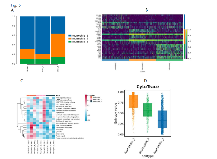 Fig.5 A. The cell proportion of each subgroup of neutrophils; B. Heat maps showing the top10 differential genes of each subgroup of neutrophils; C. GSVA analysis; D. CytoTrace analysis of neutrophils.