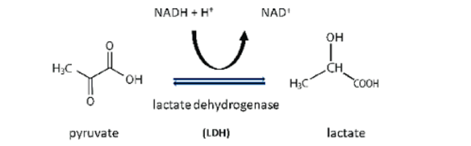 Figure 1: Pyruvate reduction to lactate