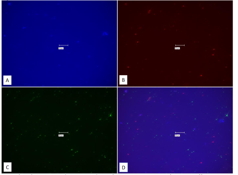 Figure 17: Study on pure culture of MAP Dominic “No-Probe” using Affymetrix RNA View® ISH TISSUE Assay Kit.