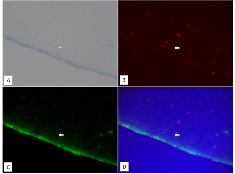 Figure 16: Study on pure culture of MAP Dominic “With-Probe” using Affymetrix RNA View® ISH TISSUE Assay Kit.