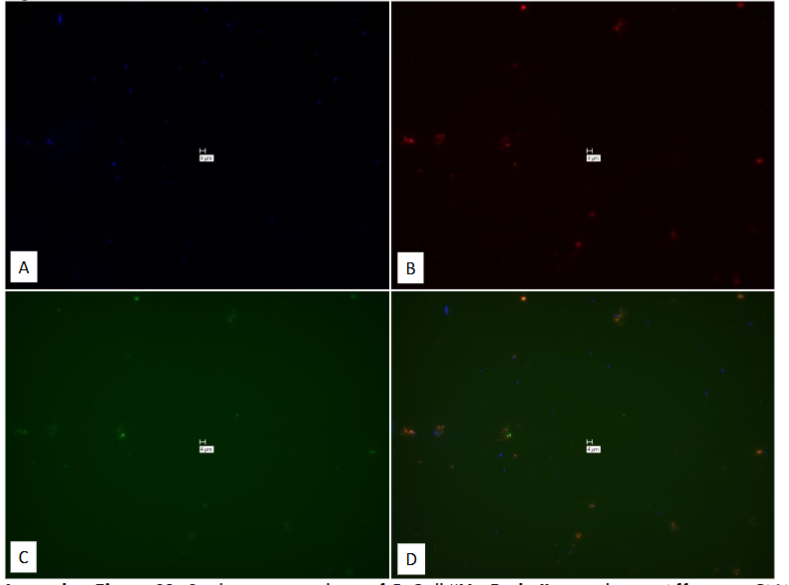 Figure 21: Study on pure culture of E. Coli “No-Probe” control using Affymetrix RNA View® ISH CELL Assay Kit.