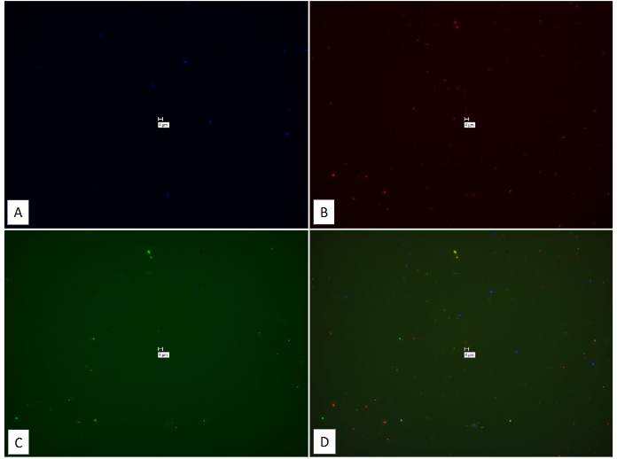 Legend to Figure 15. Study on pure culture of MAP Dominic “No-Probe” using Affymetrix RNA View® ISH TISSUE Assay Kit.