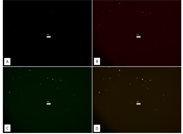 Legend to Figure 14. Study on pure culture of MAP Dominic “With-Probe” using Affymetrix RNA View® ISH TISSUE Assay Kit.