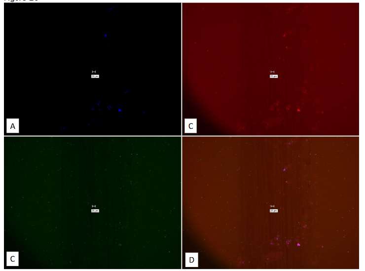 Legend to Figure 23. Study on pure culture of MAP Dominic. “No-Probe” control for Figure 22.