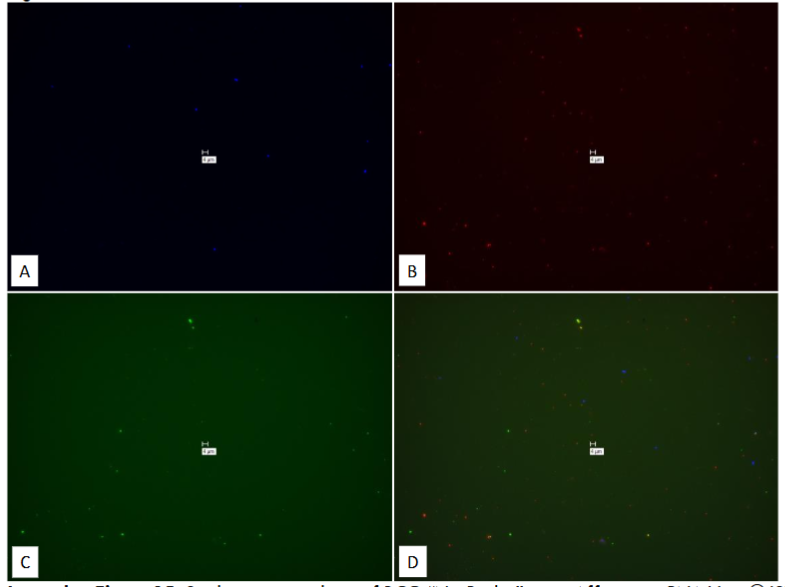 Figure 15: Study on pure culture of BCG “No-Probe” using Affymetrix RNA View® ISH CELL Assay Kit.