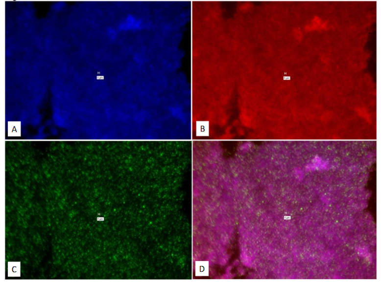 Figure 19: Study on pure culture of E. Coli “With-Probe” using Affymetrix RNA View® ISH TISSUE Assay Kit.