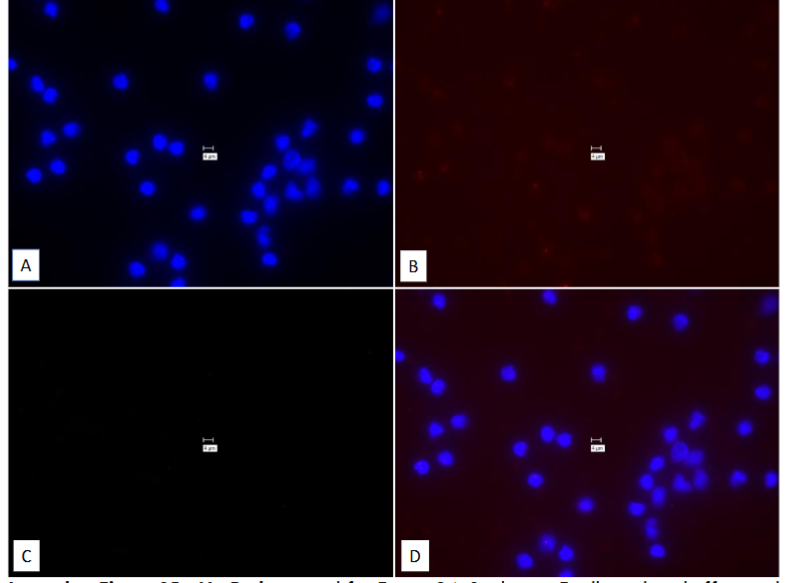 Figure 35: No-Probe control for Figure 34.