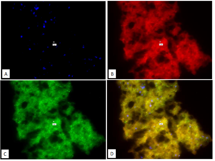 Legend to Figure 2. No-Probe control for Figure 1. Processed identically as in Figure 1, during the same experiment, but No probes were added during the hybridization step.