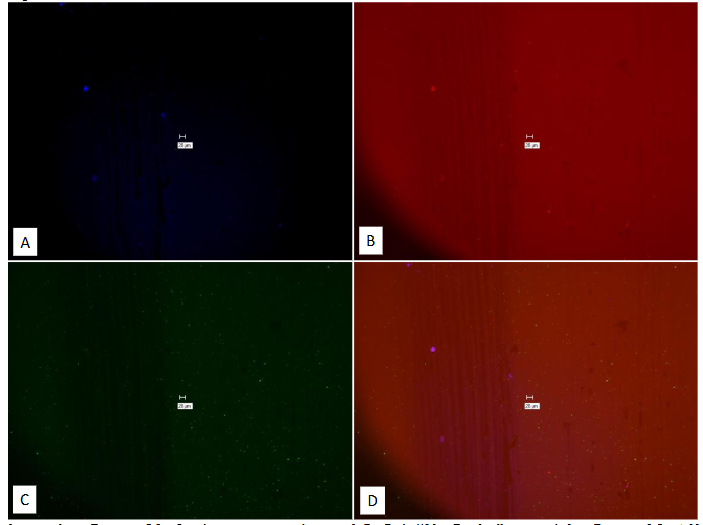 Legend to Figure 20. Study on pure culture of M. avium subspecies avium. “With-Probe” using Affymetrix RNA View® ISH TISSUE Assay Kit.