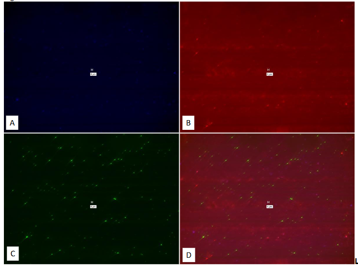 Legend to Figure 22. Study on pure culture of MAP Dominic with probes that should only have identified M. tb specific IS 6110.