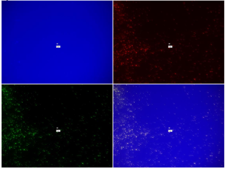 Figure 29: Study on pure culture MAP Dominic. “With-Probe” using Affymetrix RNA View® ISH TISSUE Assay Kit.
