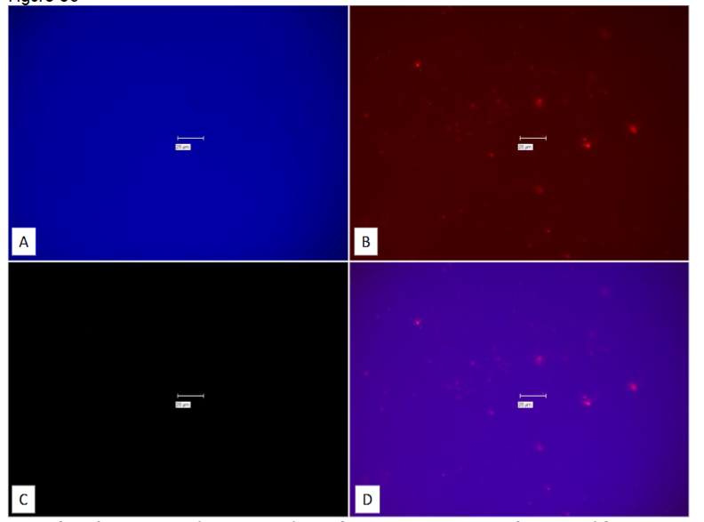 Figure 30: Study on pure culture of MAP Dominic. “No-Probe” control for Figure 29.