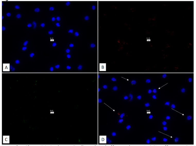 Figure 34: Studies on Ficoll gradient buffy coat human WBC’s.