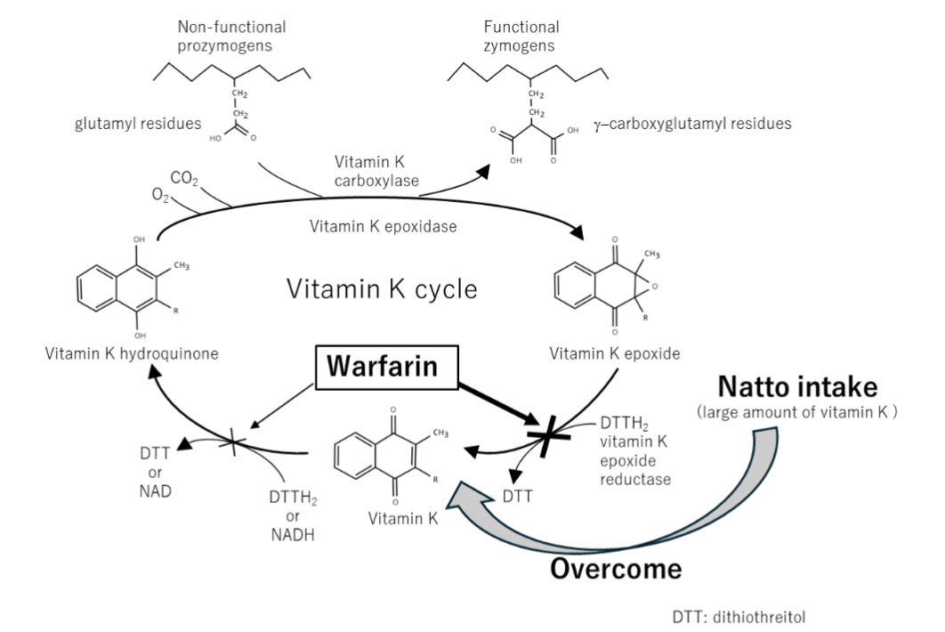 This diagram illustrates the site of action of warfarin and the mechanism of natto for counteracting its anticoagulant effect. In the liver, coagulation factors II, VII, IX, and X require vitamin K–dependent γ-carboxylation for activation. Warfarin primarily exerts its anticoagulant effect by inhibiting vitamin K epoxide reductase, thereby preventing the regeneration of reduced vitamin K and disrupting the vitamin K cycle. This interruption suppresses the activation of vitamin K–dependent coagulation factors. The consumption of natto, which produces high levels of vitamin K, can negate the anticoagulant effect of warfarin in vivo. Although this antagonistic effect is substantial, it appears with a time lag and is observed only in vivo.
