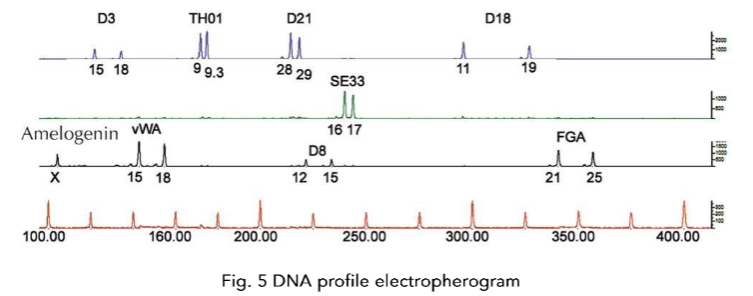Fig. 5. DNA profile electropherogram
