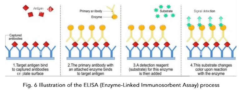 Fig. 6. Illustration of the ELISA (Enzyme-Linked Immunosorbent Assay) process
