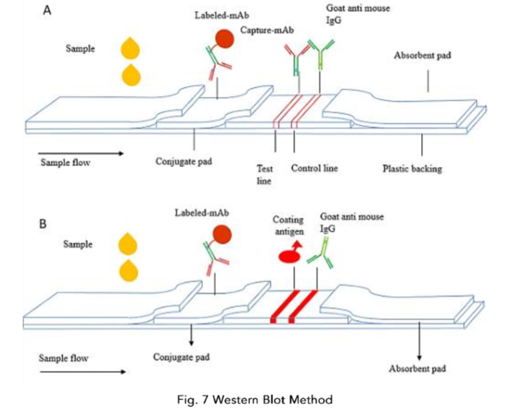 Fig. 7. Western Blot method