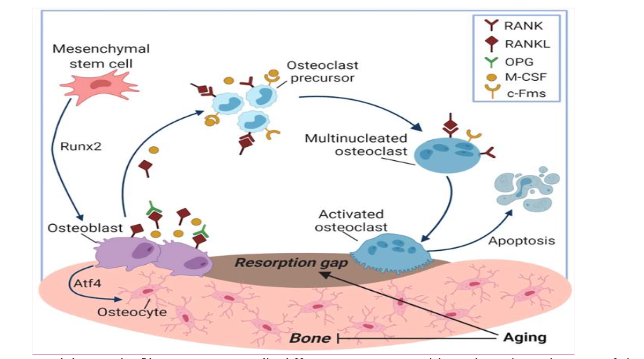 Bone remodeling cycle. Pluripotent stem cells differentiate into osteoblasts through involvement of the Runx2 factor. While in the quiescent phase, osteoblasts synthesize and secrete the receptor activator of nuclear factor-κB ligand (RANKL) as well as its decoy receptor osteoprotegerin (OPG). OPG acts as a binding regulator for RANKL and its intended receptor RANK. Taken from Ferbebouh 2021.