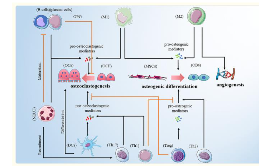 Relationship between bone marrow (BM) and bone cells. Immune system cells that promote osteoclastogenesis and those that stop its cellular differentiation and activation. Taken from Zhang W et al. 2022.