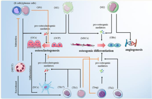 Relationship between bone marrow (BM) and bone cells. Immune system cells that promote osteoclastogenesis and those that stop its cellular differentiation and activation. Taken from Zhang W et al. 2022.