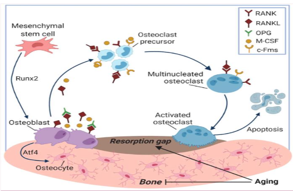 Bone remodeling cycle. Pluripotent stem cells differentiate into osteoblasts through involvement of the Runx2 factor. While in the quiescent phase, osteoblasts synthesize and secrete the receptor activator of nuclear factor-κB ligand (RANKL) as well as its decoy receptor osteoprotegerin (OPG). OPG acts as a binding regulator for RANKL and its intended receptor RANK. Taken from Ferbebouh 2021.