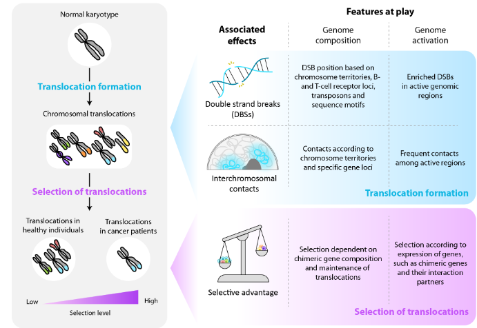 Figure 1. Translocation landscapes in health and disease. The evolution from a normal karyotype to the landscape of translocations, with gradually increasing levels of selective pressure from healthy individuals to cancer patients (left), is influenced by genomic composition and activation that closely relate to formation and selection of translocations (right).
