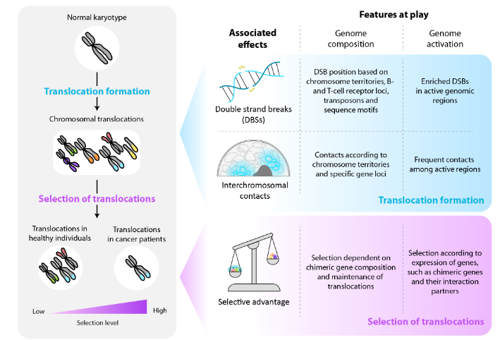 Figure 1. Translocation landscapes in health and disease. The evolution from a normal karyotype to the landscape of translocations, with gradually increasing levels of selective pressure from healthy individuals to cancer patients (left), is influenced by genomic composition and activation that closely relate to formation and selection of translocations (right).