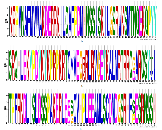 Fig. 3: Sequence motifs in SOX13 gene
