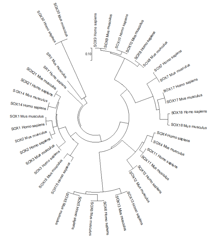 Fig. 4: The evolutionary link of SOX13 gene in the SOX family in two organisms