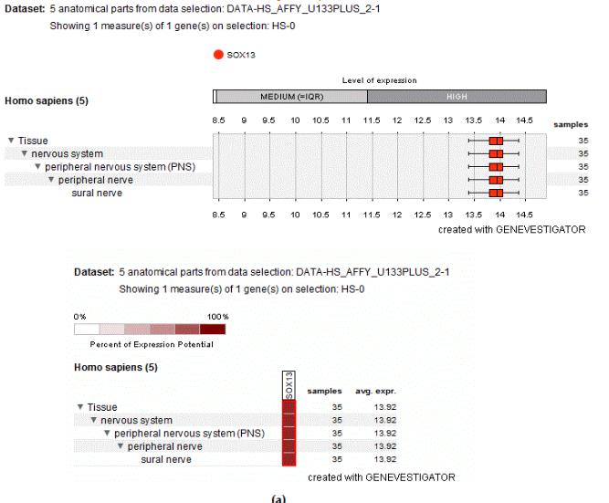 Fig. 5: SOX13 gene expression in Homo sapiens