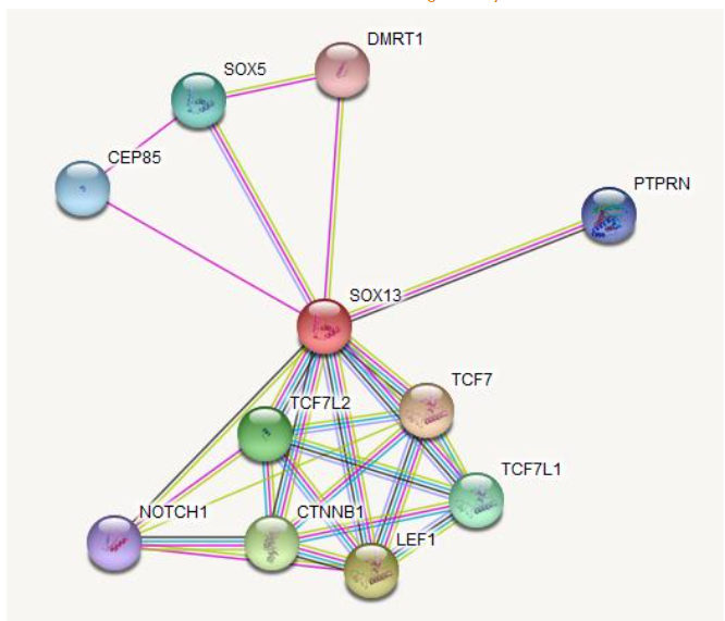 Fig. 7: The regulatory network of SOX13 gene