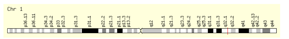 Fig. 6: Chromosome location of SOX13 gene