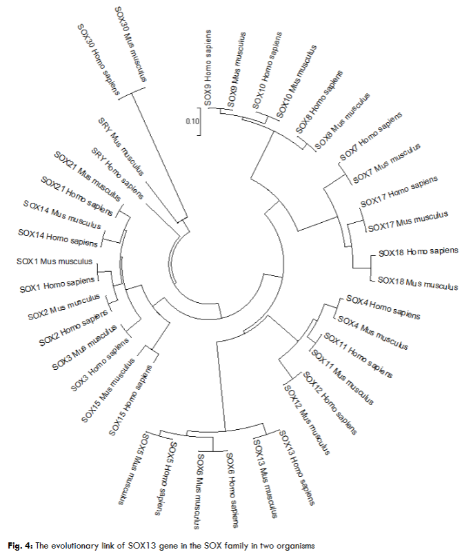 Fig. 4: The evolutionary link of SOX13 gene in the SOX family in two organisms
