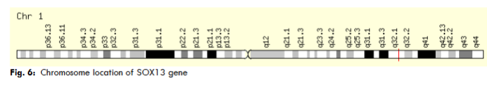 Fig. 6: Chromosome location of SOX13 gene