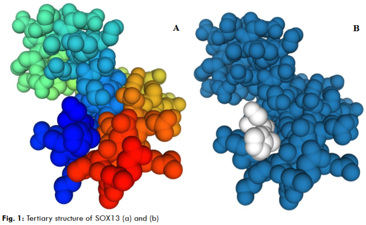 Fig. 1: Tertiary structure of SOX13 (a) and (b)