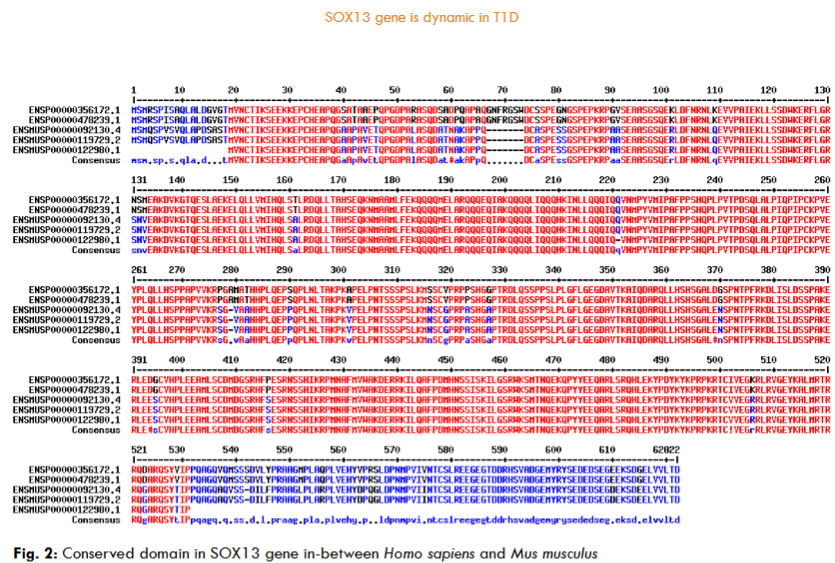 Fig. 2: Conserved domain in SOX13 gene in-between Homo sapiens and Mus musculus