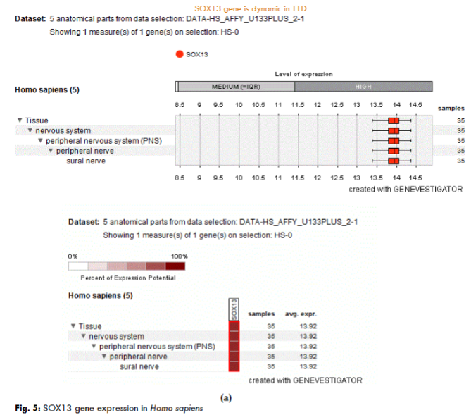 Fig. 5: SOX13 gene expression in Homo sapiens