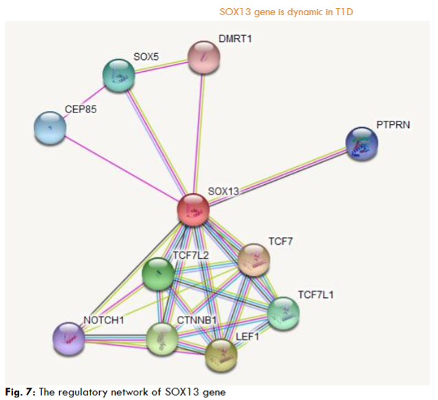 Fig. 7: The regulatory network of SOX13 gene