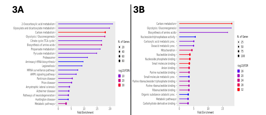 Figure 3. Semaglutide Exerts a Widespread Metabolic Modulatory Effect. 3A: Lollipop plot showing the KEGG-based interpolation of upregulated proteins in treated animals and corresponding enriched metabolic pathways. The diameter of the terminal circle indicates number of genes, colors represent the log10 (FDR), and x-axis indicates fold change. 3B: Lollipop plot of the same dataset interpolated into all available databases of ShinyGO 0.77 revealed similar findings. FDR: false discovery rate.