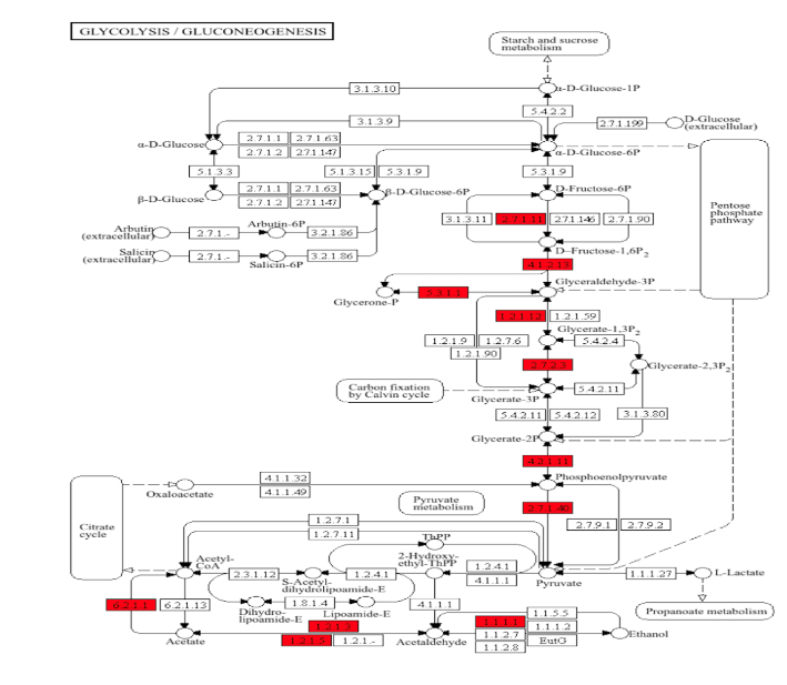 Figure 4. Semaglutide Increases Glycolysis Pathway Enzyme Expression. This schematic depicts the cytosolic catabolism of glucose for cellular energy generation. Enzymes found to be significantly upregulated in treated animals are highlighted in red. 2.7.1.1: phosphofructokinase; 4.1.2.13: aldolase; 5.3.1.1: triose-phosphate isomerase; 1.2.1.12: glyceraldehyde-3-phosphate dehydrogenase; 2.7.2.3: phosphoglycerate kinase; 4.2.1.11: enolase, 2.7.1.40: pyruvate kinase; 1.1.1.1: NAD-dependent alcohol dehydrogenase; 1.2.1.3: NAD-dependent aldehyde dehydrogenase; 6.2.1.1: acetyl-CoA synthase.